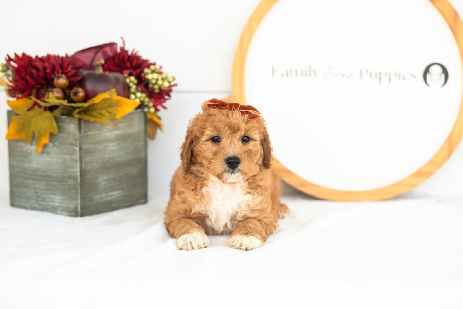 Denim goldendoodle for sale(4).jpg