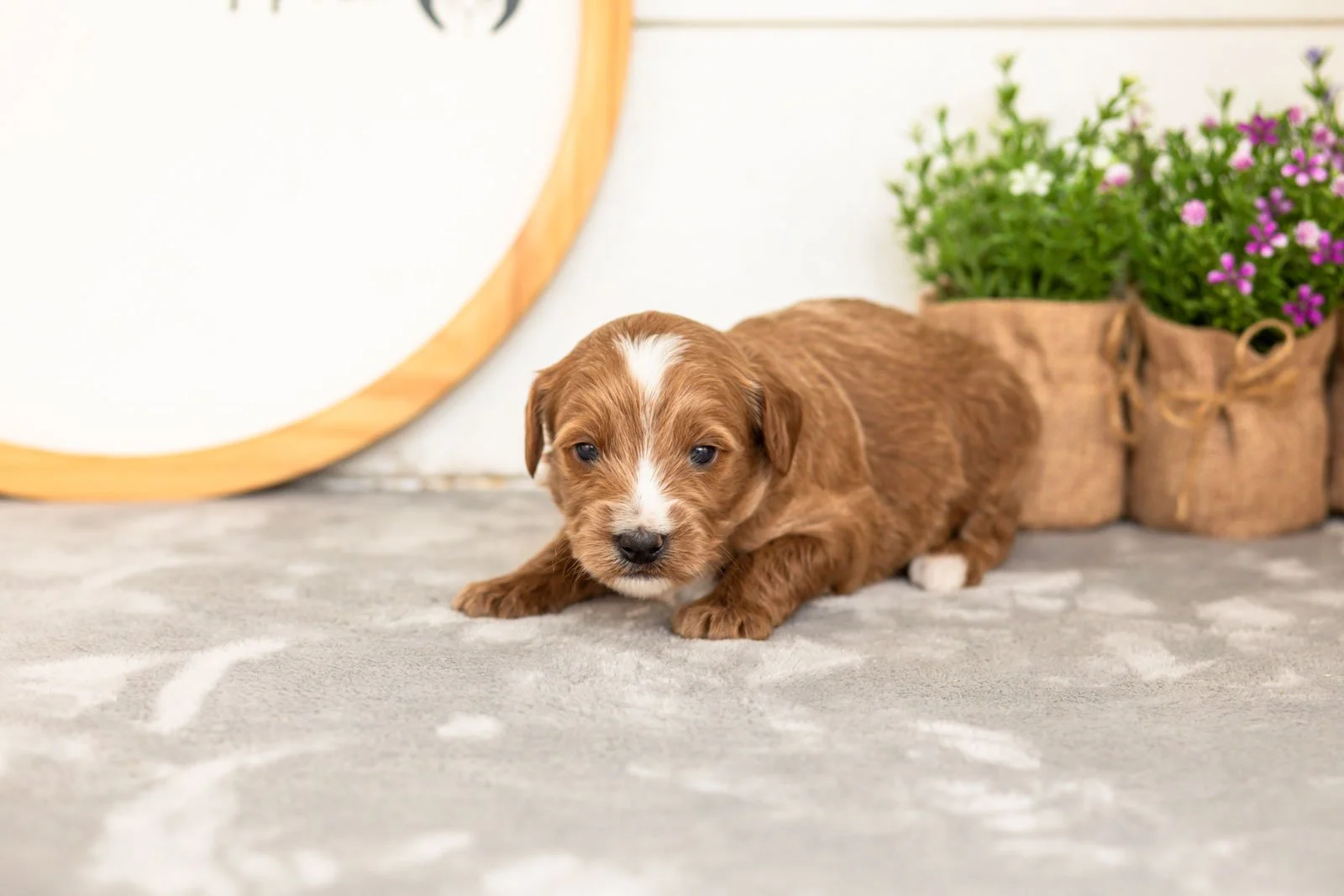 Ash goldendoodle for sale(2).jpg
