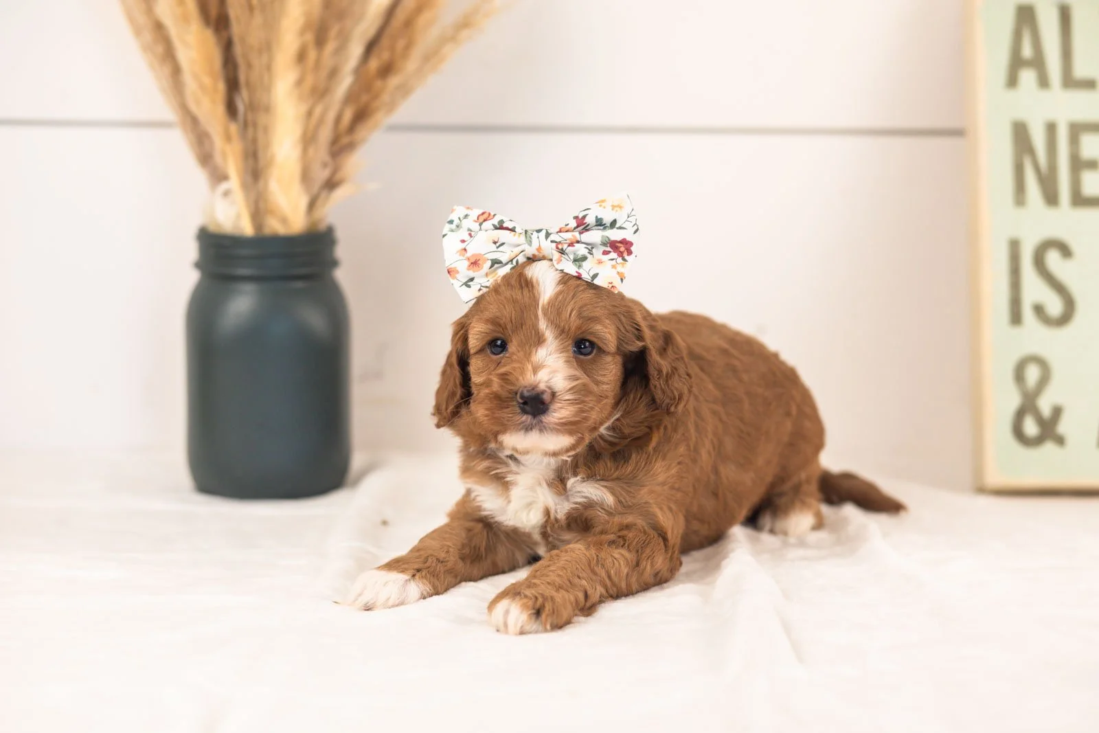 Amor goldendoodle for sale(1).jpg