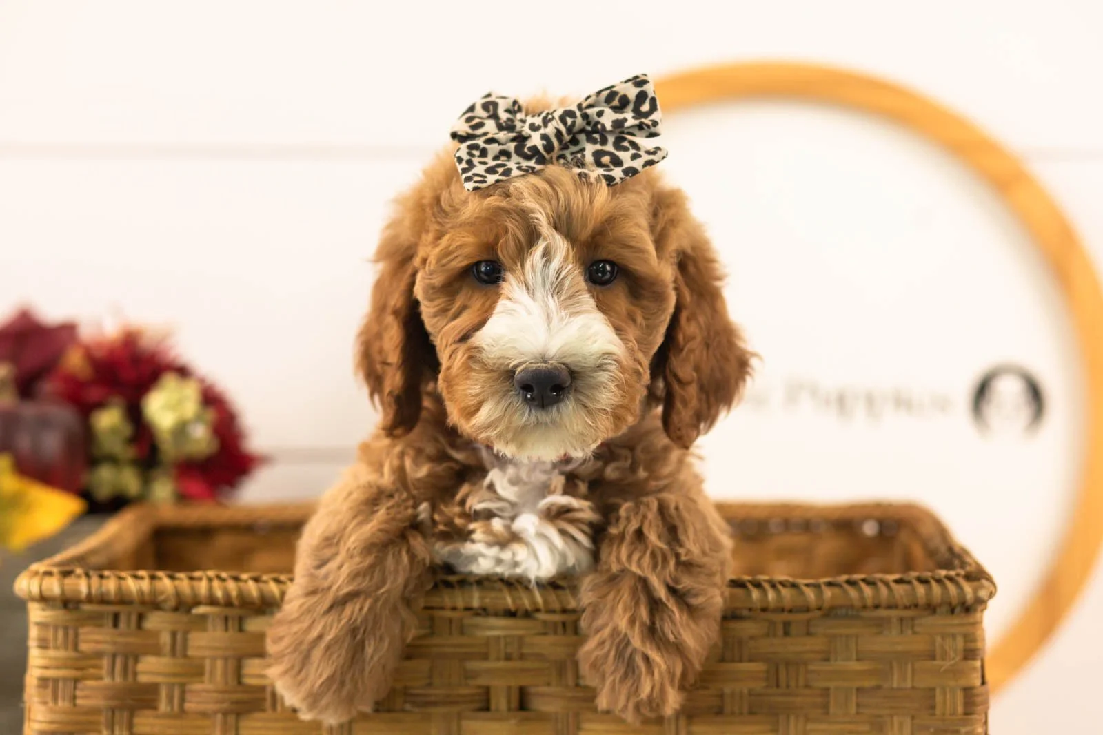 Larisa goldendoodle for sale(2).jpg