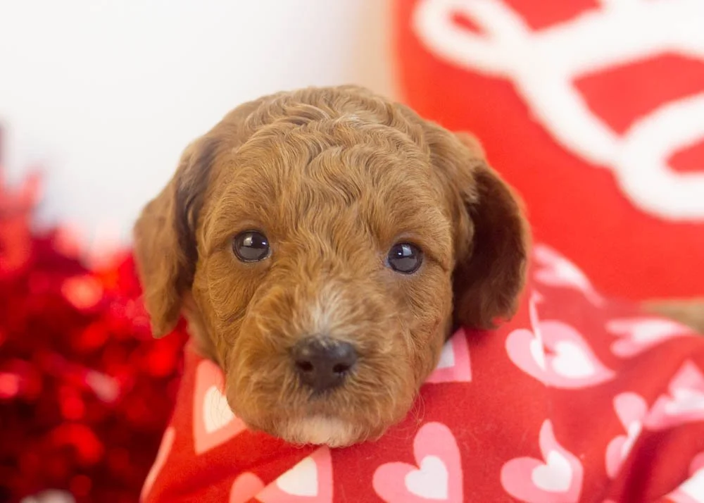 Ford goldendoodle for sale(3).jpg