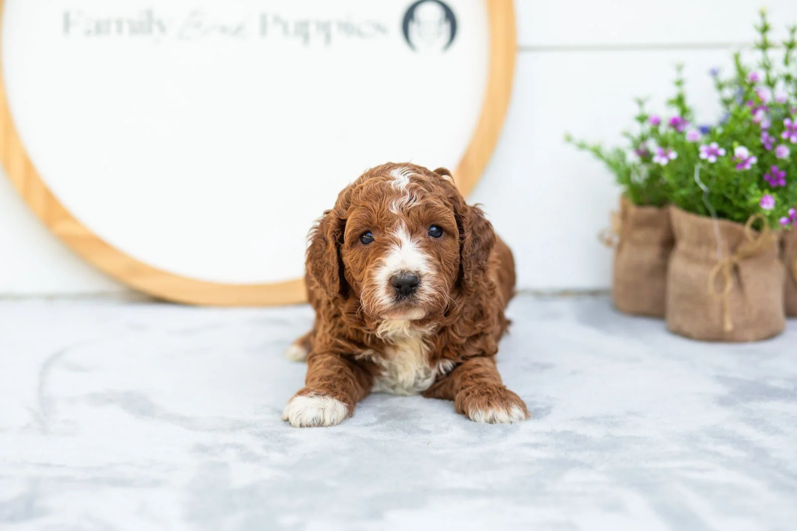 Sage goldendoodle for sale.jpg