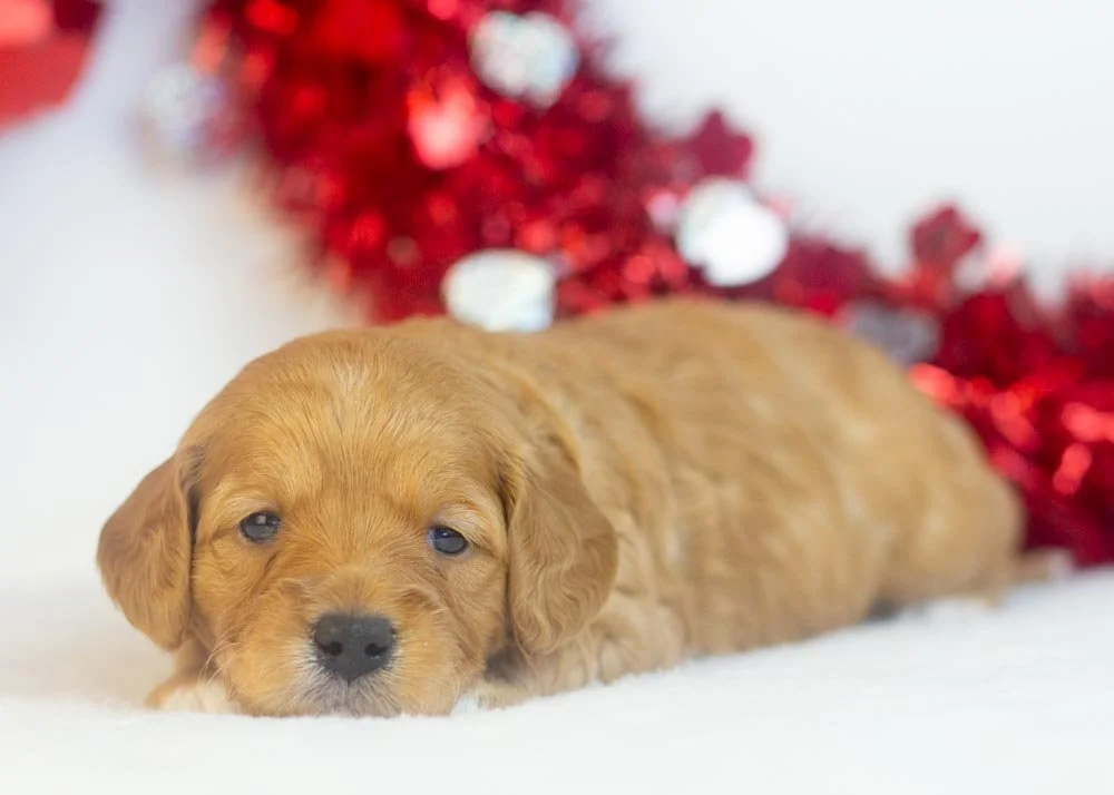 Bo Peep goldendoodle for sale(3).jpg