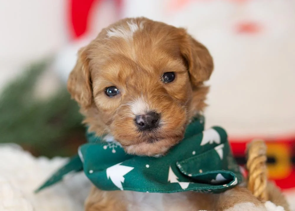 goldendoodles for sale