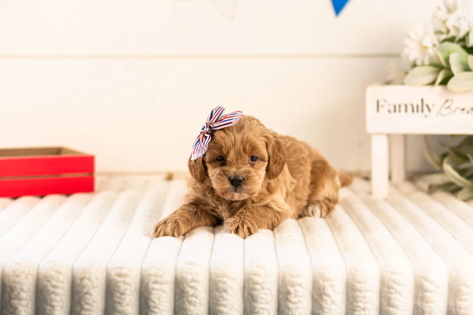 sapphire goldendoodle for sale(2).jpg