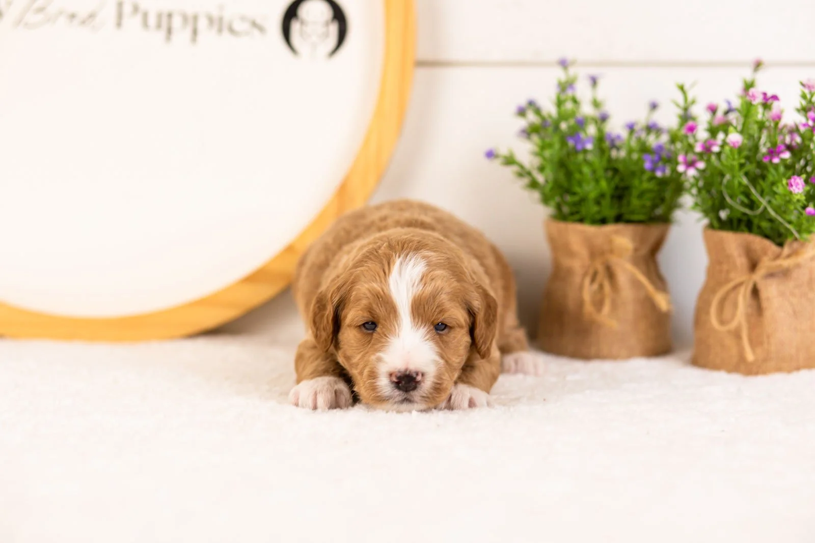Gruyere goldendoodle for sale(1).jpg