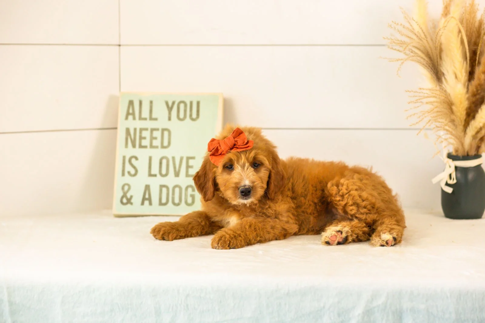 Holly goldendoodle for sale.jpg