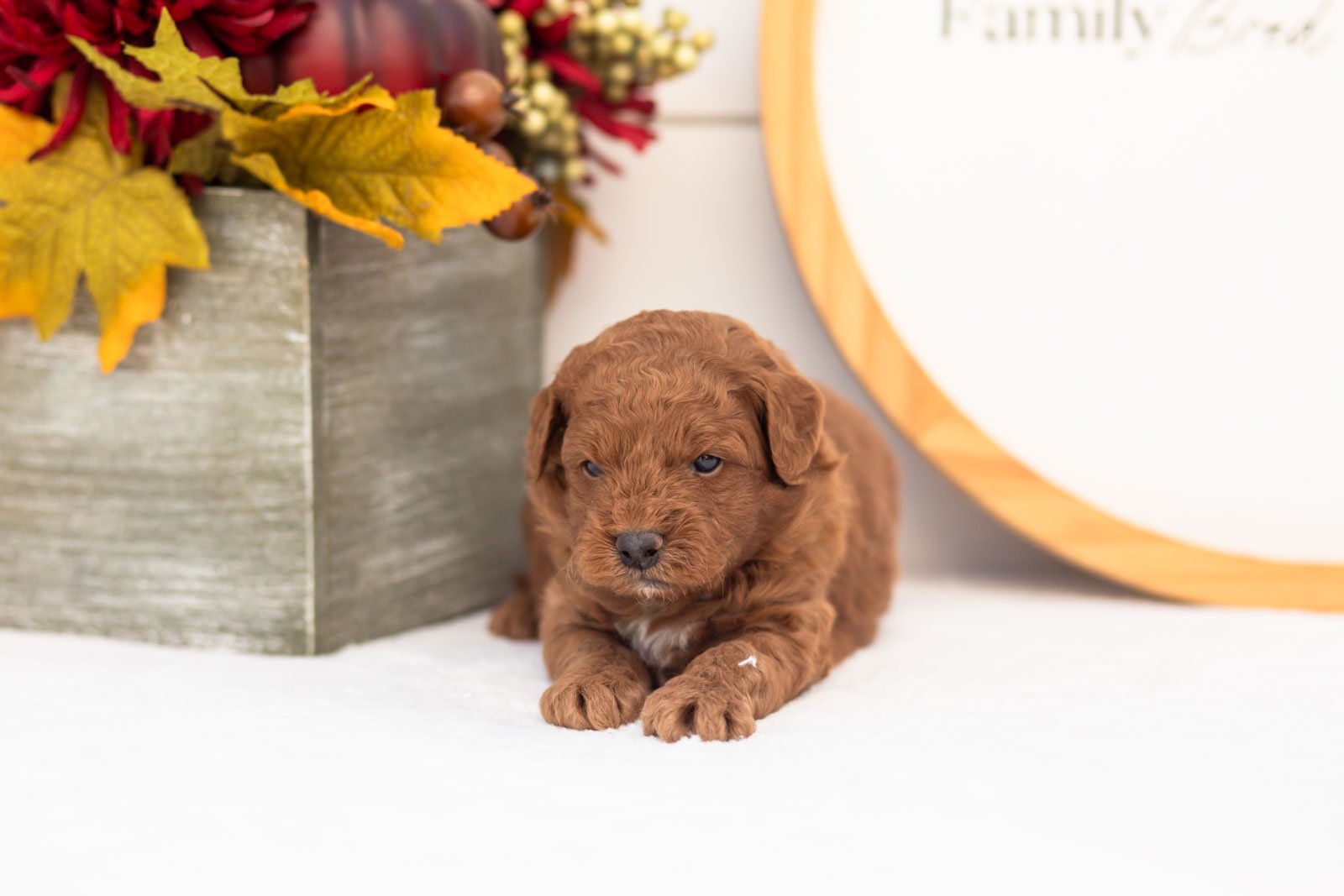 Jonathan goldendoodle for sale(4).jpg