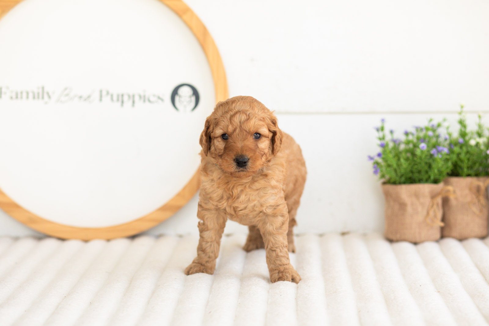 reef goldendoodle for sale(1).jpg