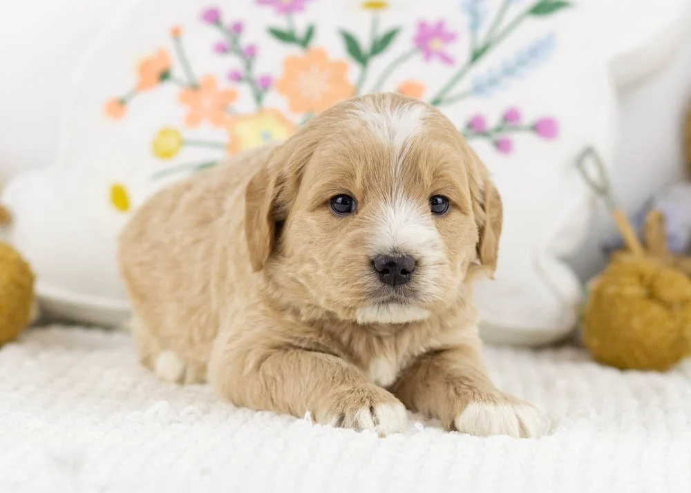 Ross goldendoodle for sale(2).jpg