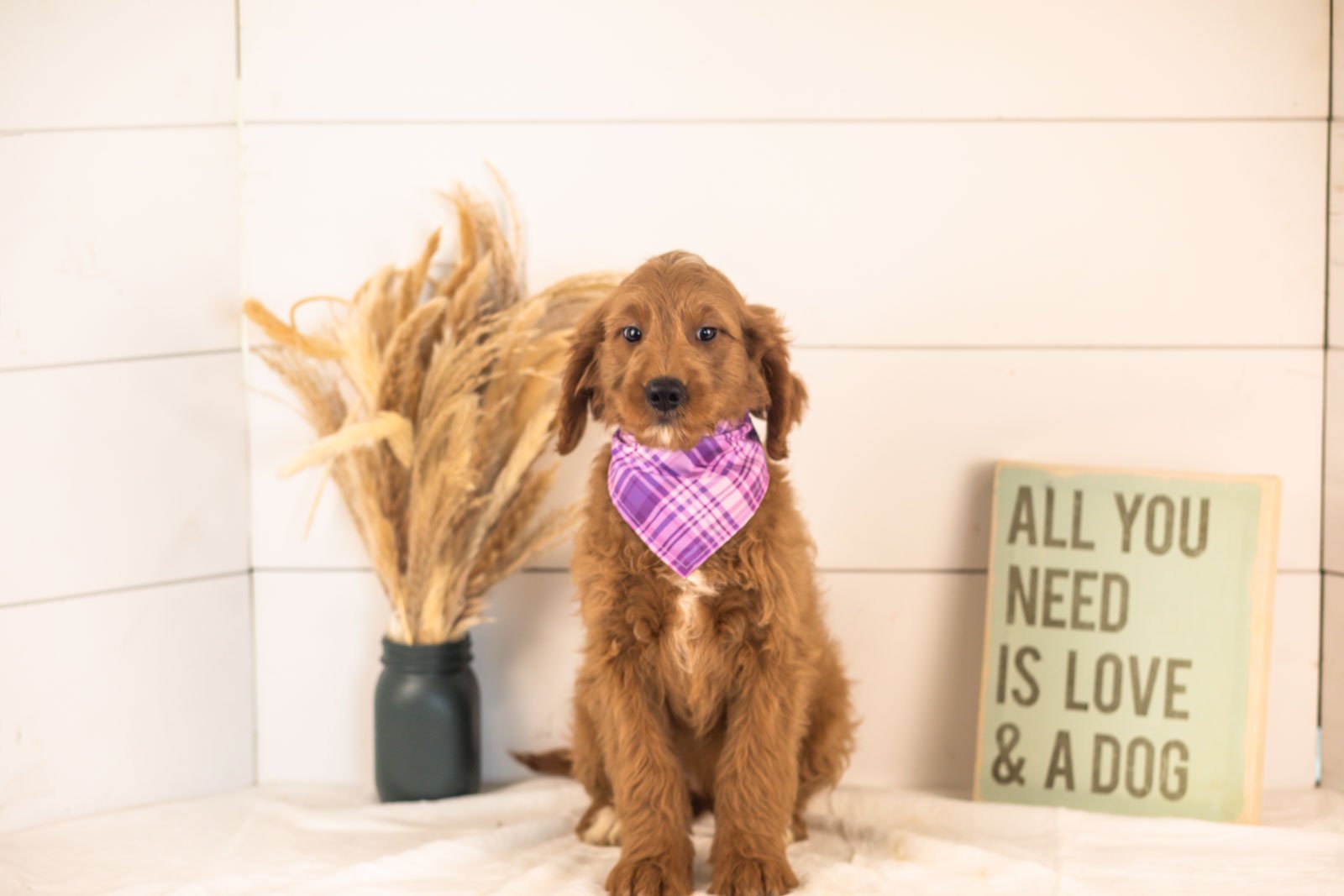 Oscar goldendoodle for sale(3).jpg