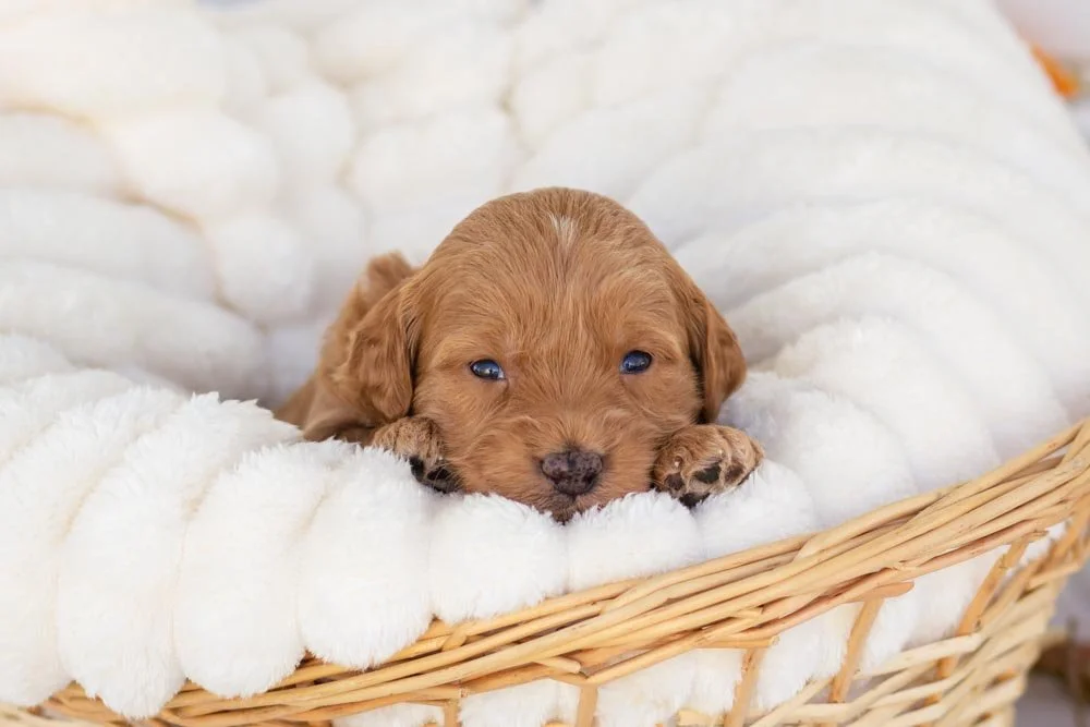 ham goldendoodle for sale.jpg
