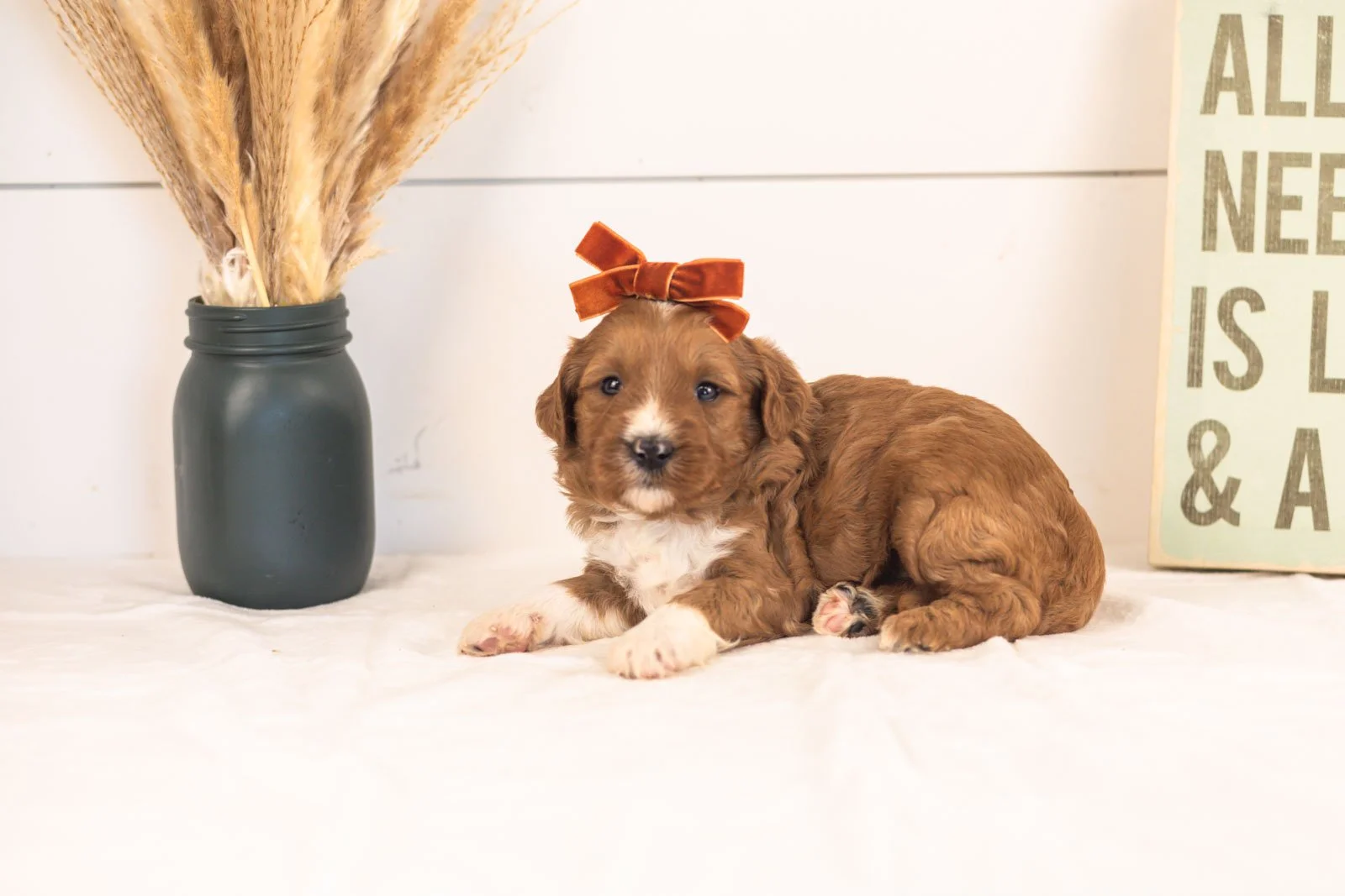 Astros goldendoodle for sale(3).jpg