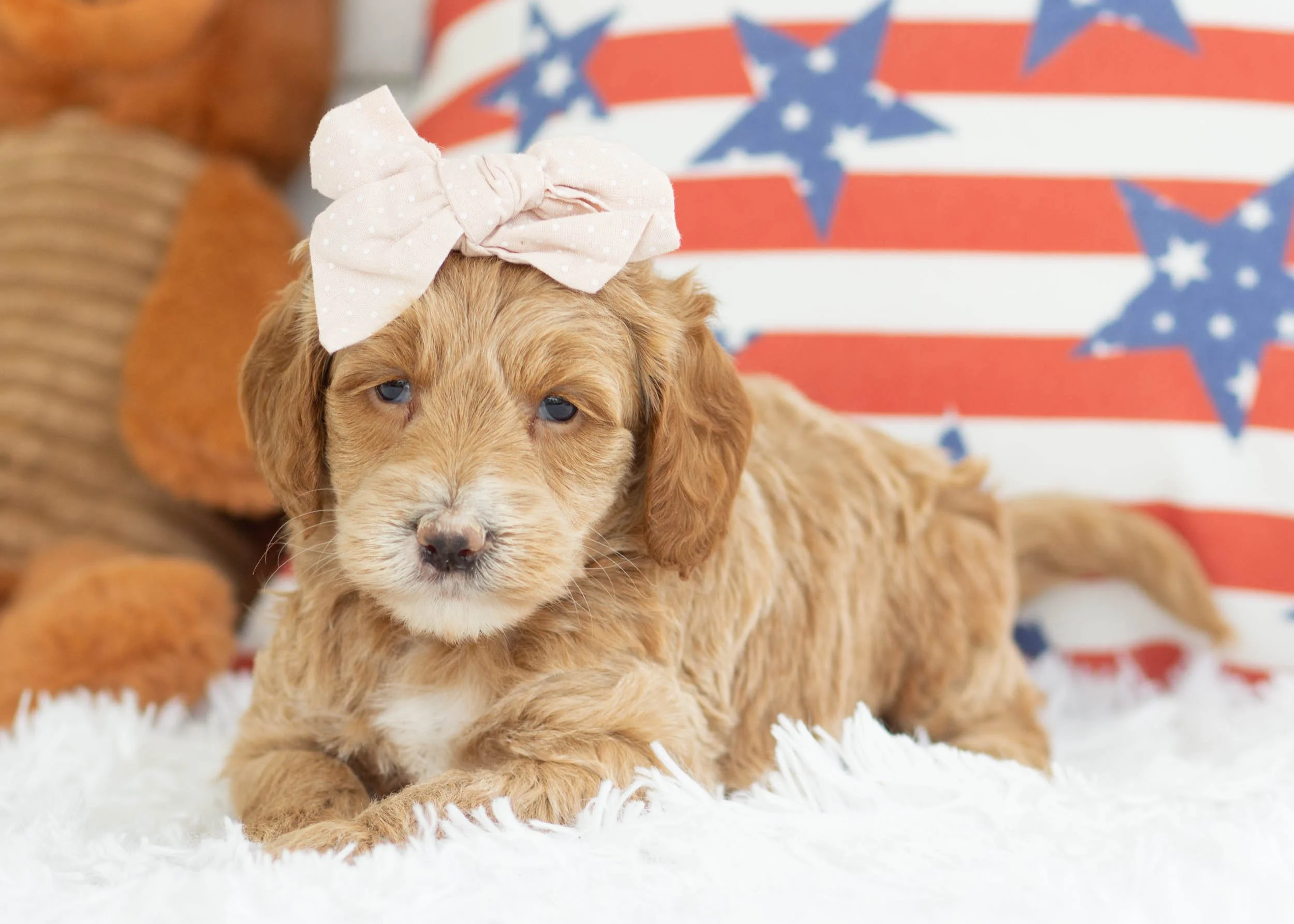 Americano Goldendoodle For Sale(1).jpg