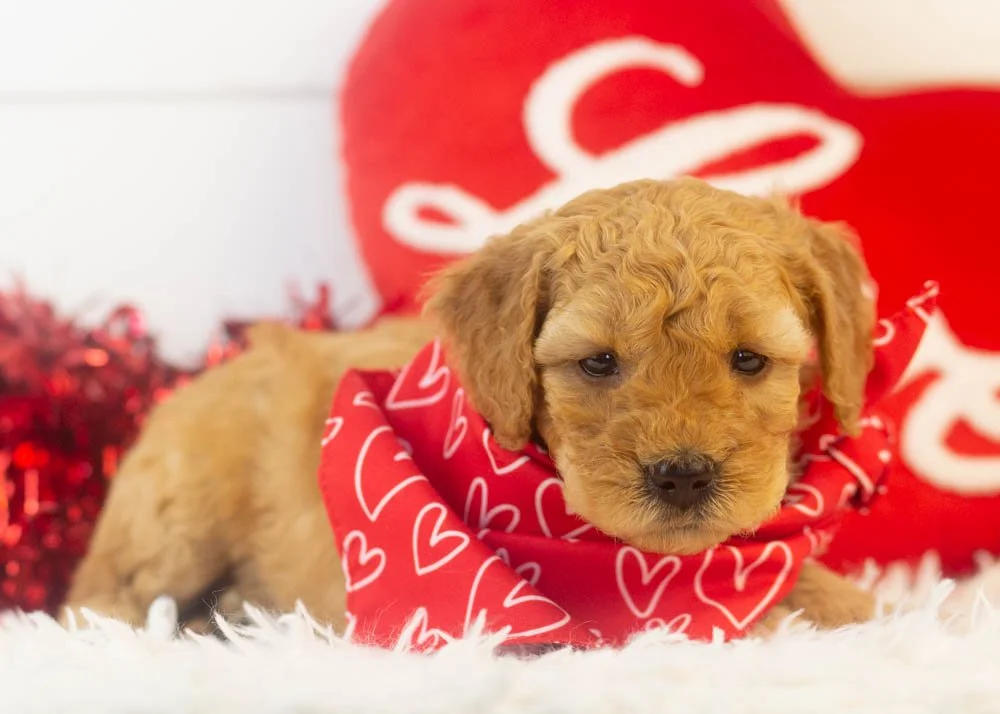 Romeo goldendoodle for sale.jpg