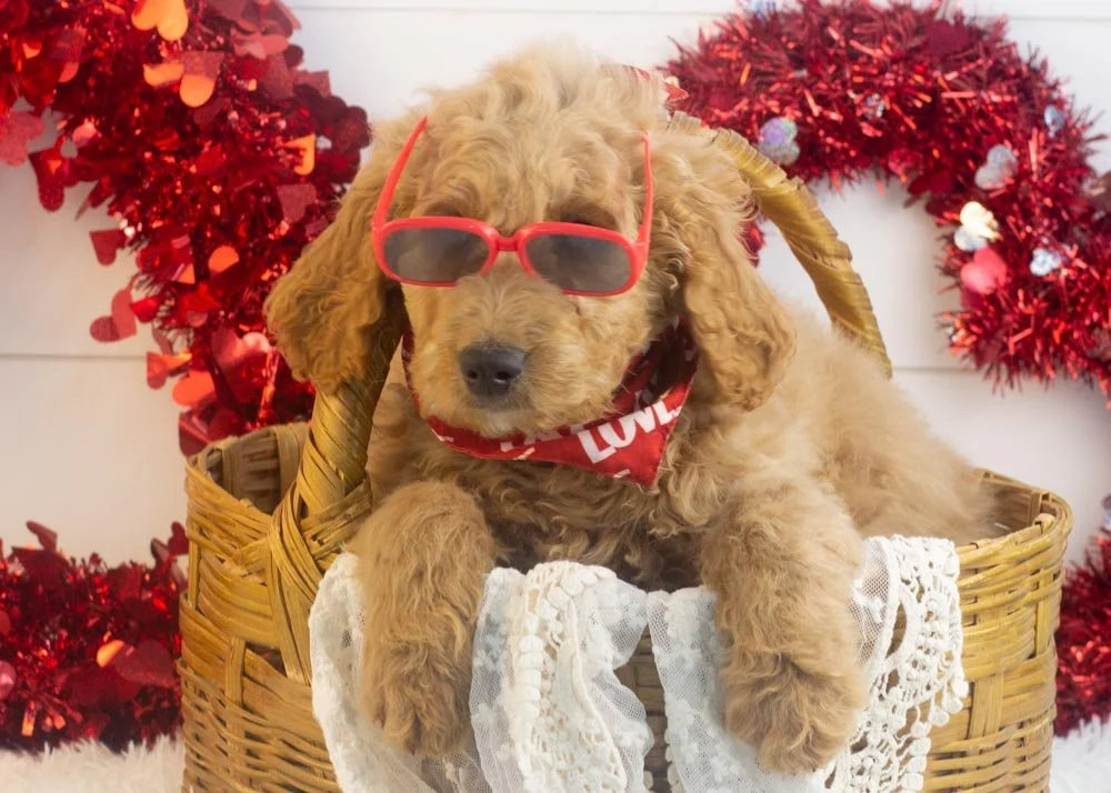 Buck goldendoodle for sale.jpg