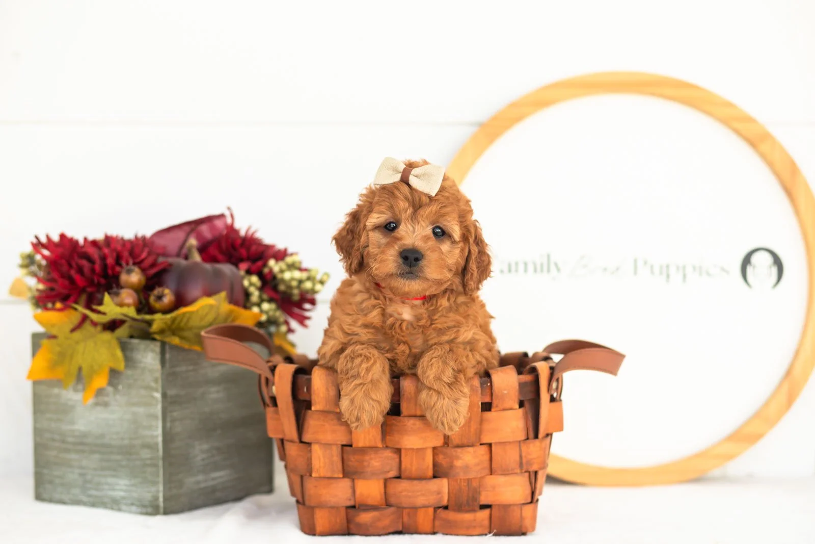 Tweed goldendoodle for sale(4).jpg