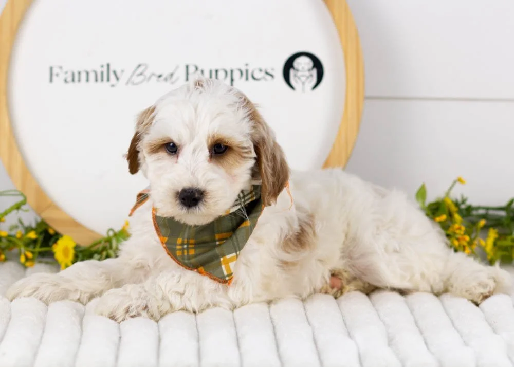 Clay goldendoodle for sale(2).jpg