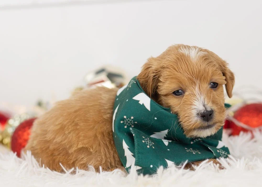 Moose goldendoodle for sale(3).jpg