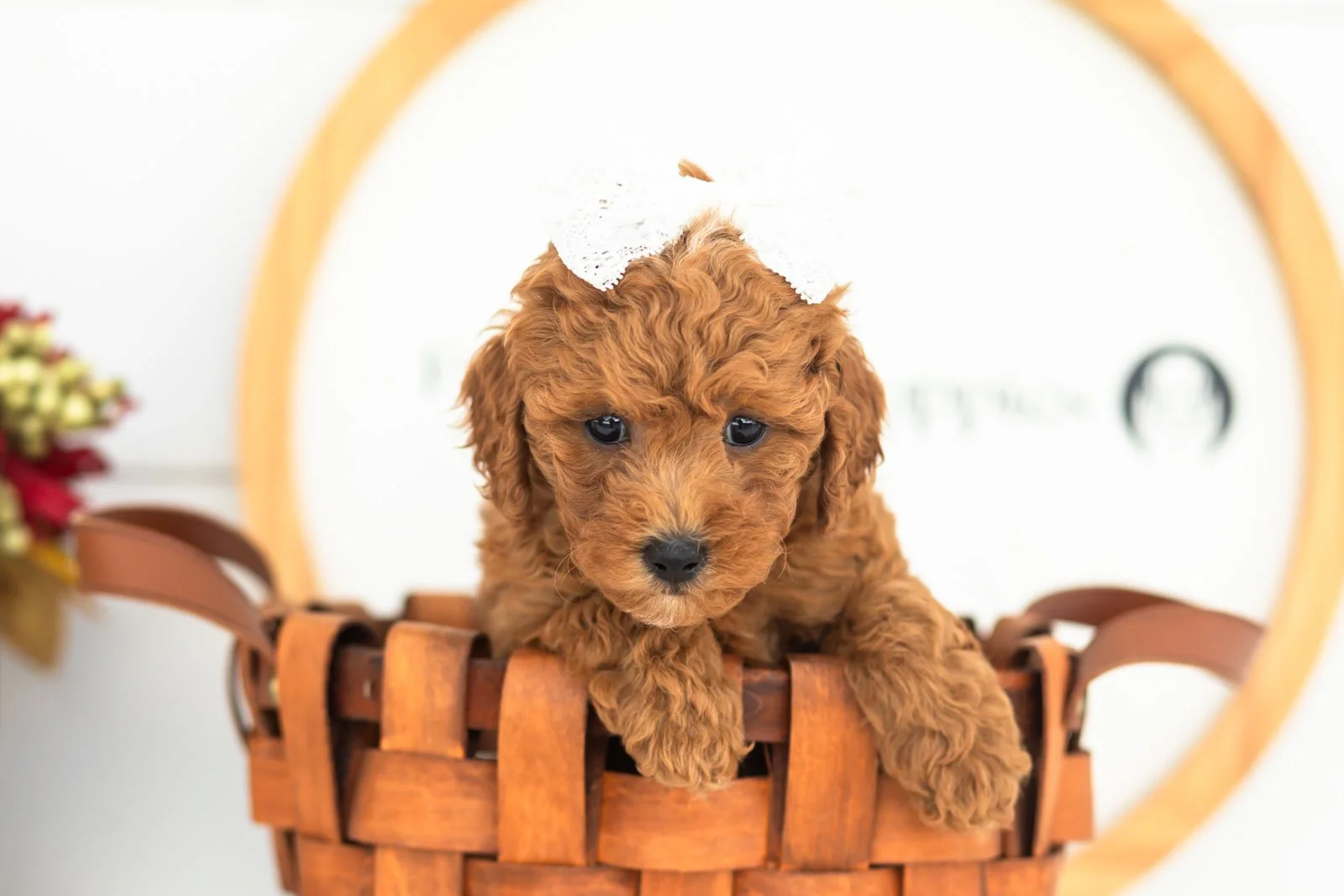 Flannel goldendoodle for sale(3).jpg