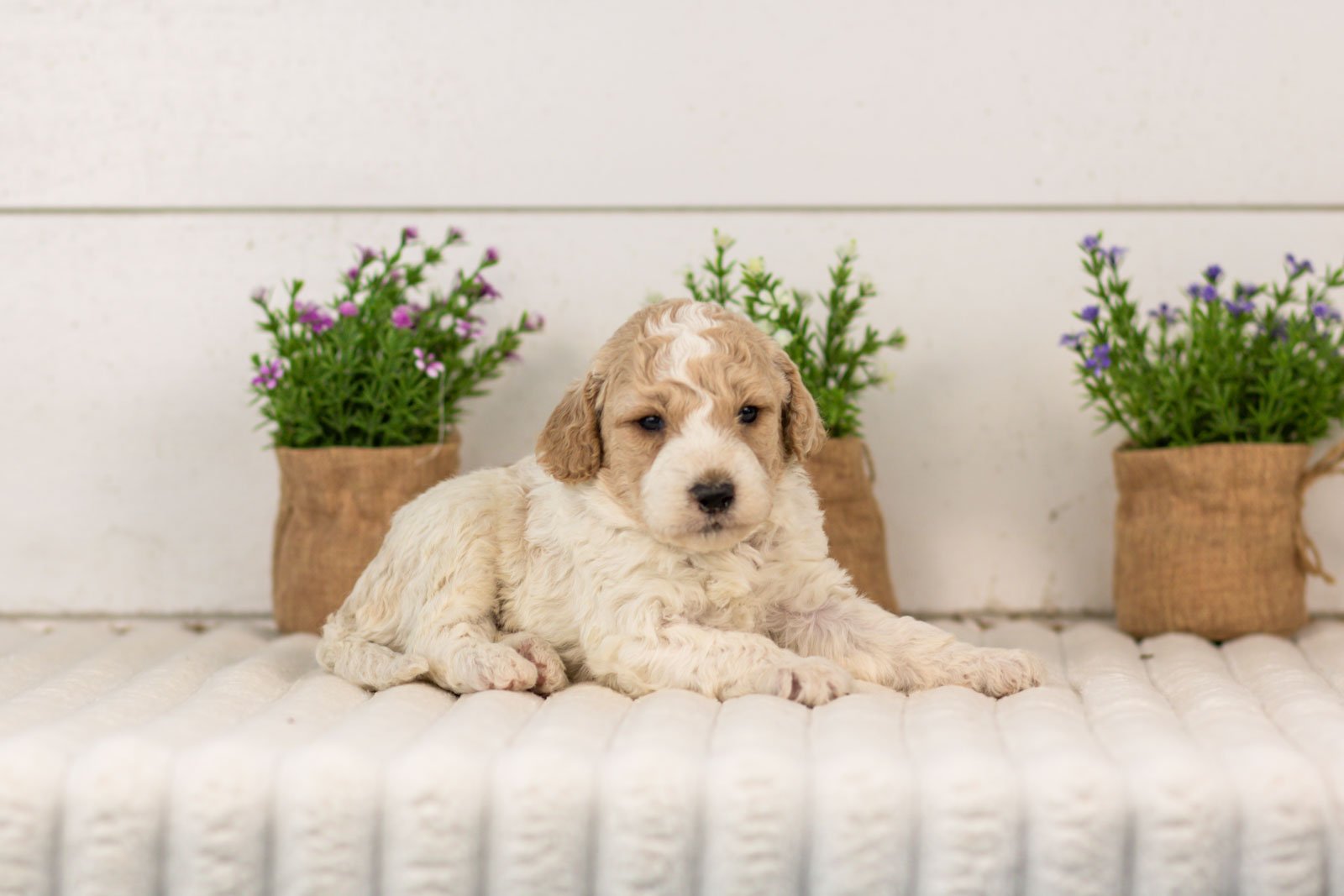 Dirby goldendoodle for sale(2).jpg