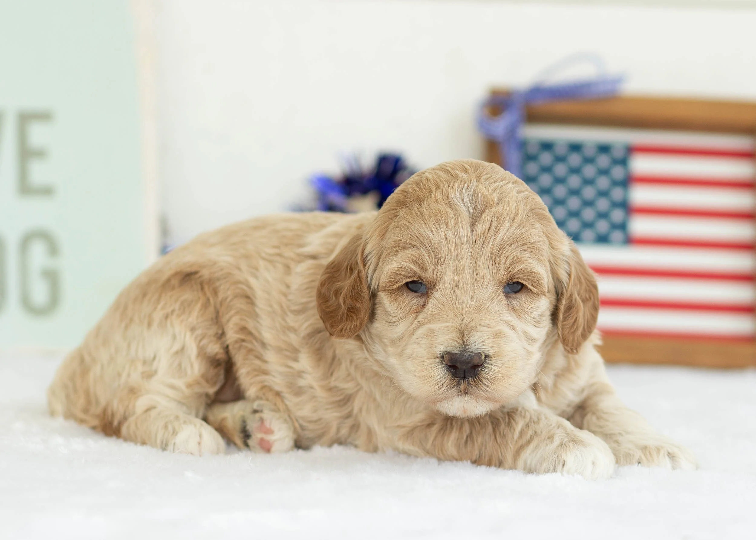 Frappe Goldendoodle For Sale5.jpg