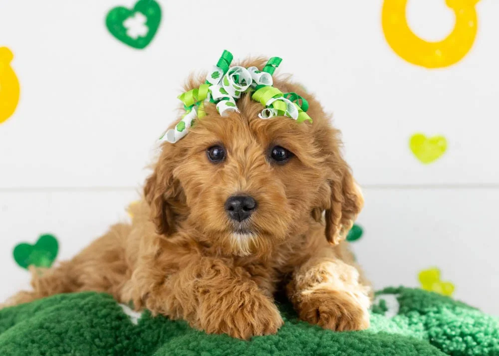 Carol goldendoodle for sale.jpg