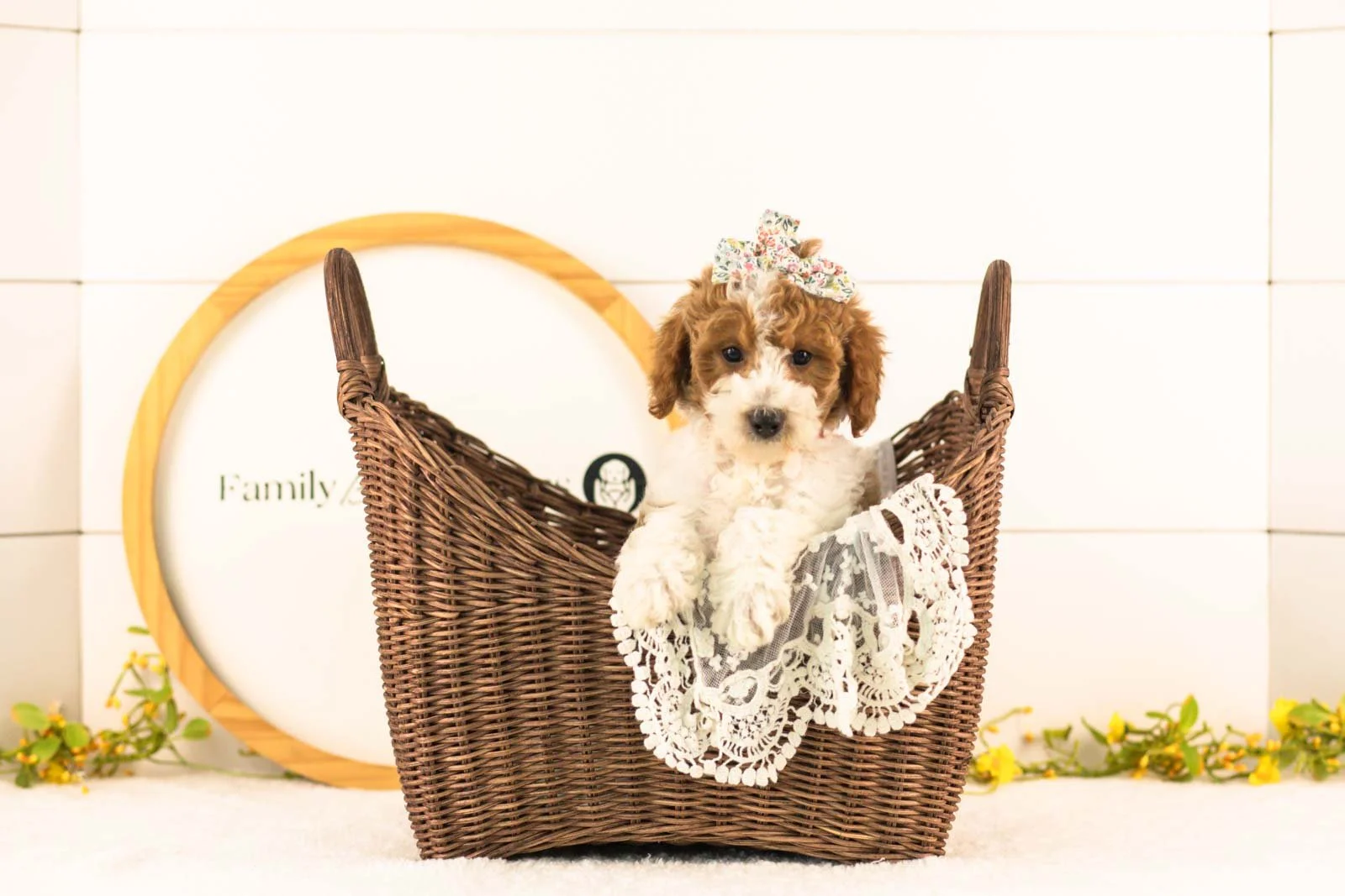 Lucy goldendoodle for sale(3).jpg
