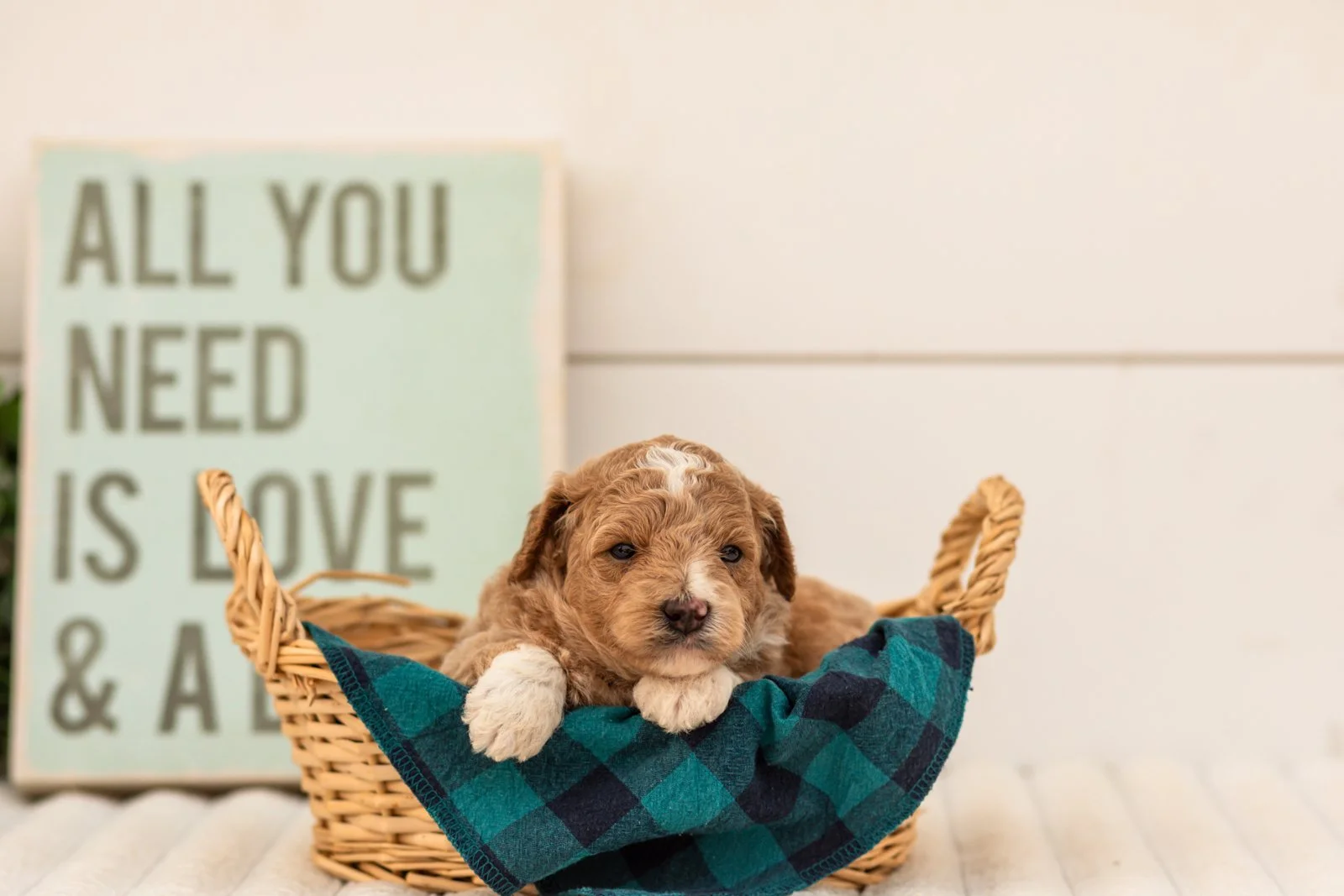 Felix goldendoodle for sale(3).jpg