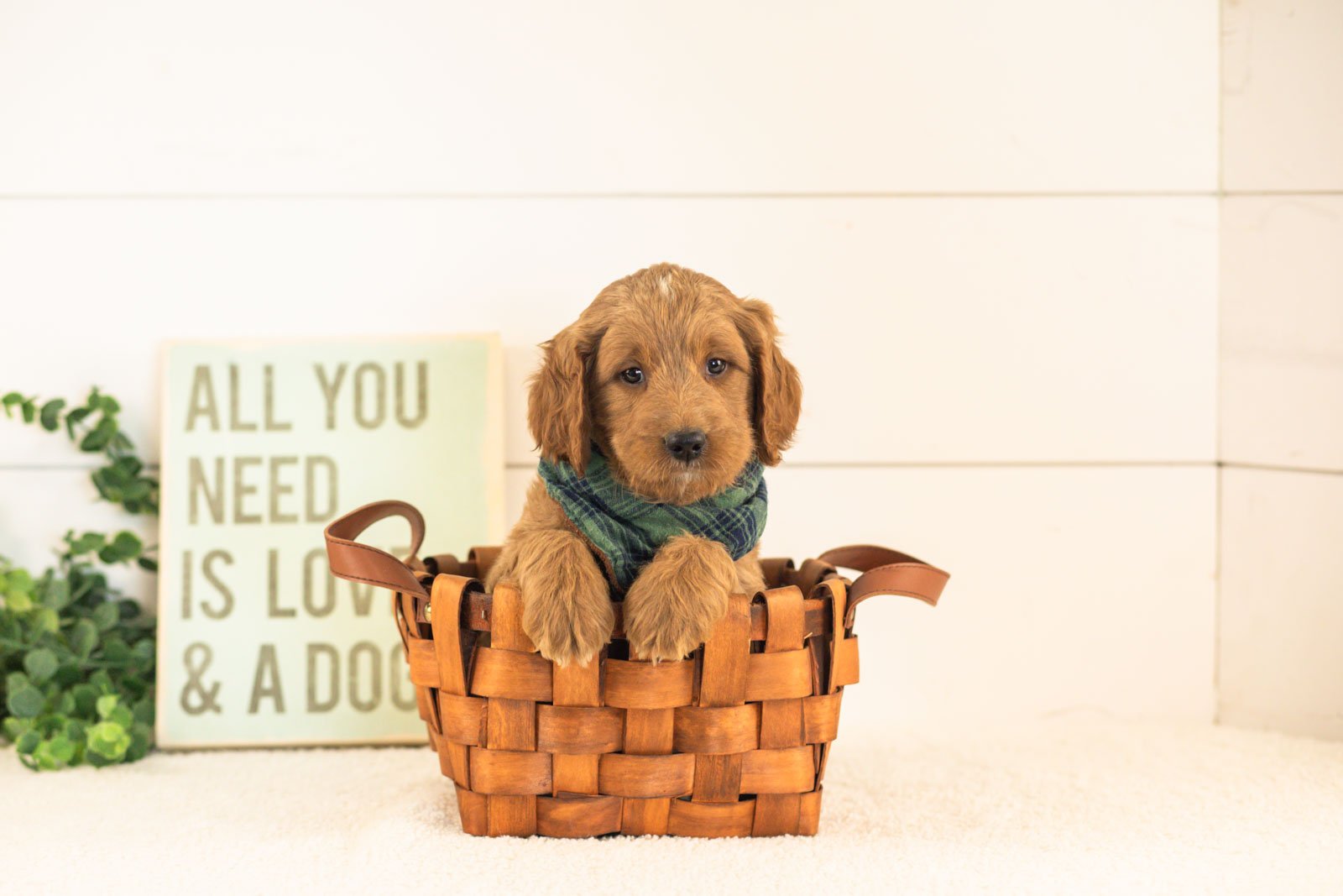 Oscar goldendoodle for sale(2).jpg