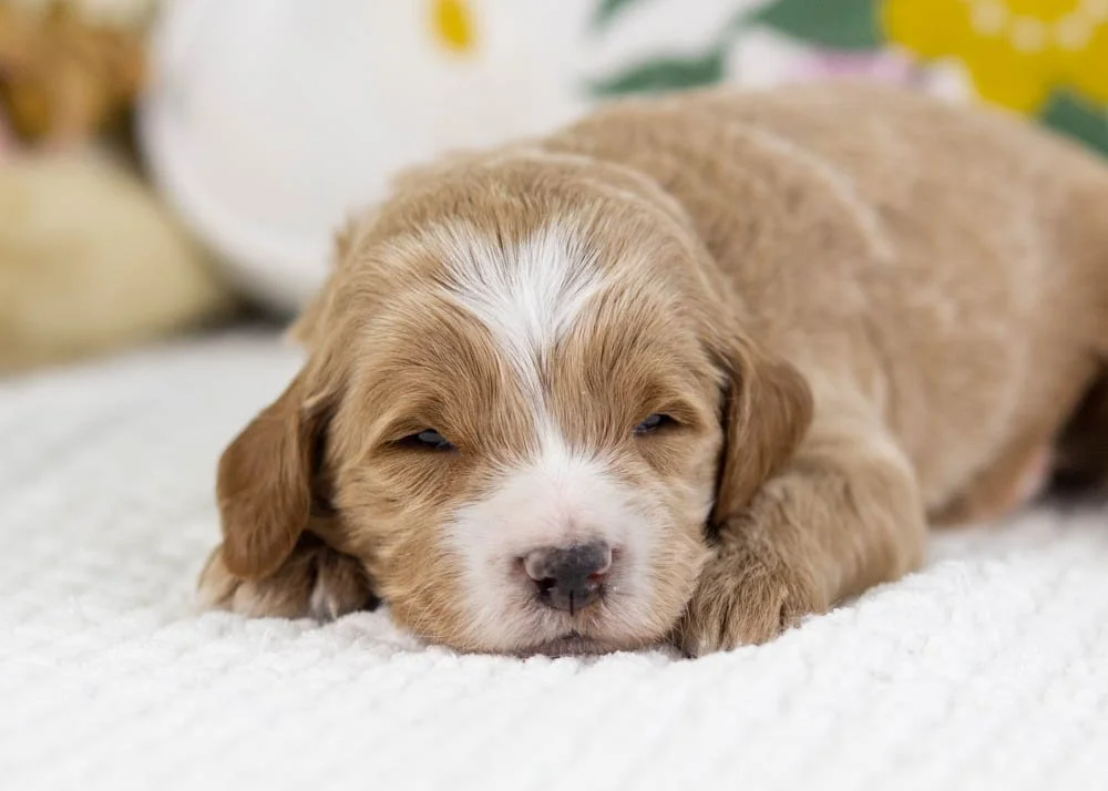 freddy goldendoodle for sale(2).jpg