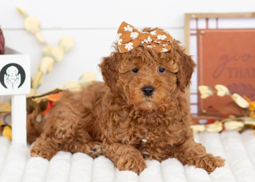 Marcus 9-29-25 Bell 4.70.jpg