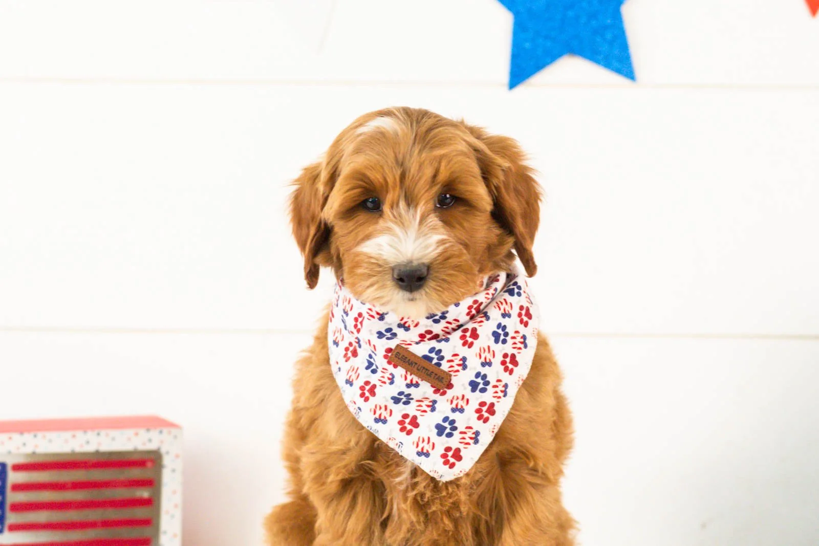 Fido goldendoodle for sale(3).jpg