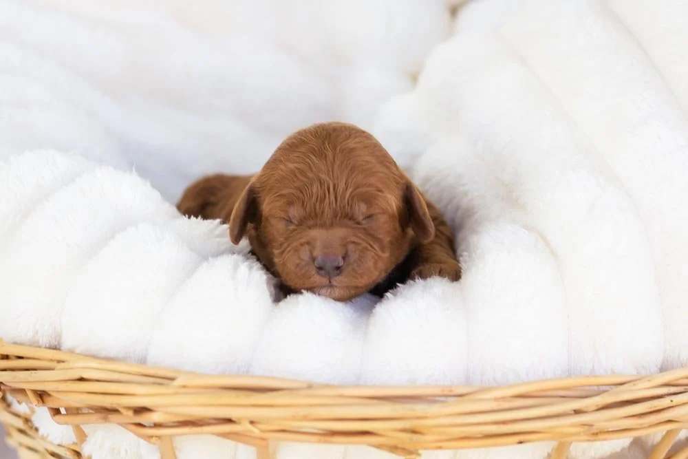 Raven goldendoodle for sale.jpg