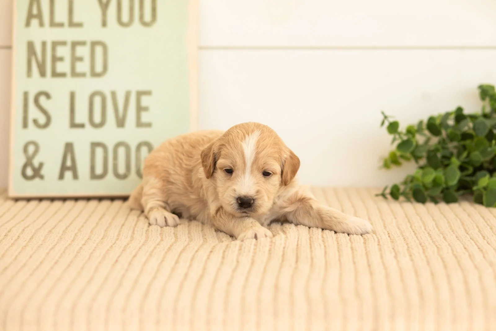 Plum goldendoodle for sale(3).jpg
