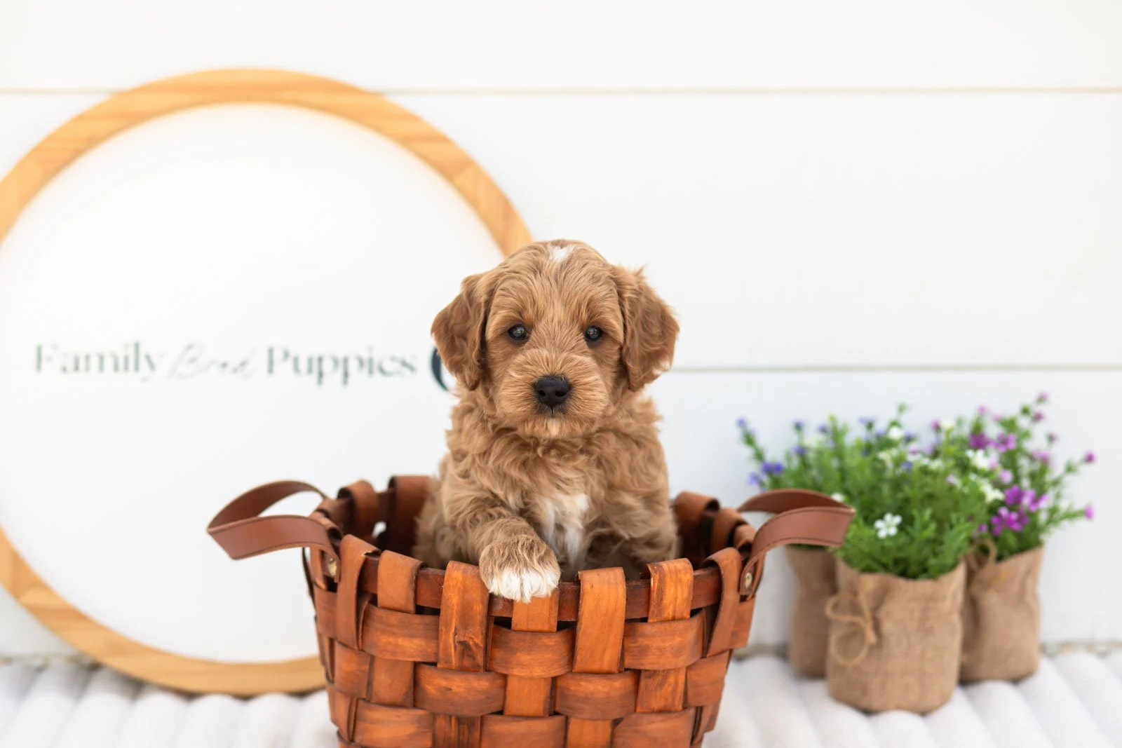Mason goldendoodle for sale(3).jpg