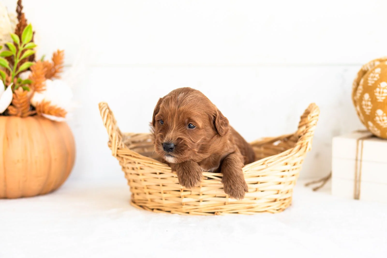 Nana goldendoodle for sale 1.jpg