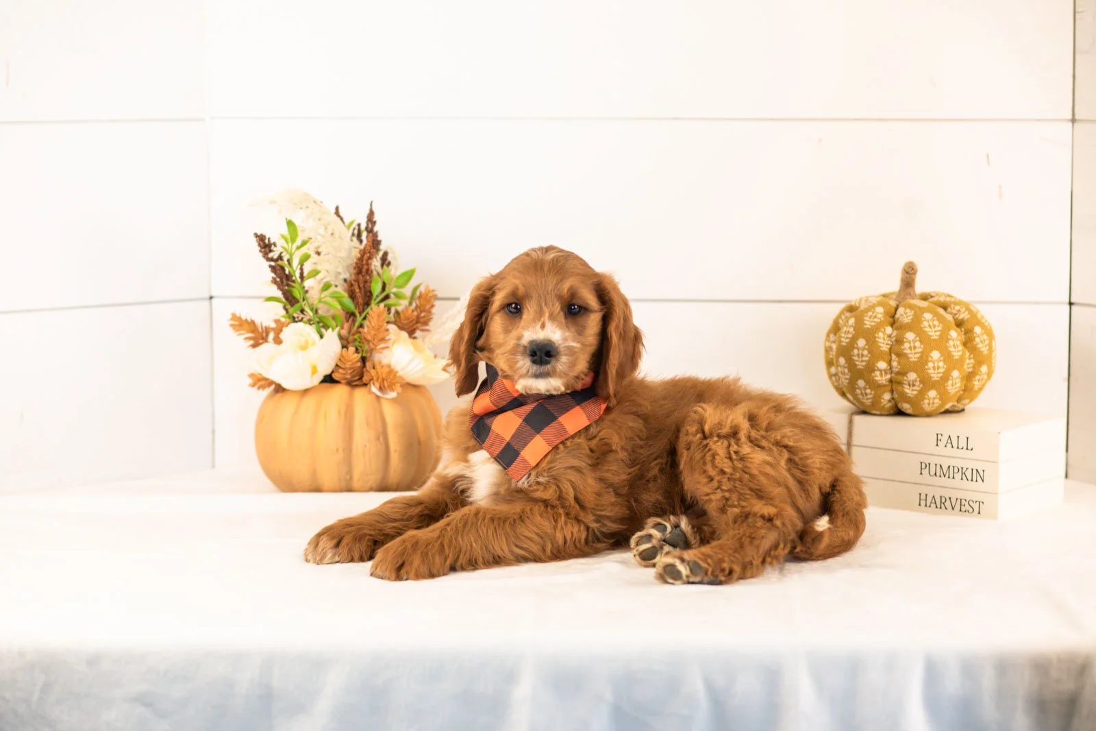 Bentley goldendoodle for sale 5.jpg