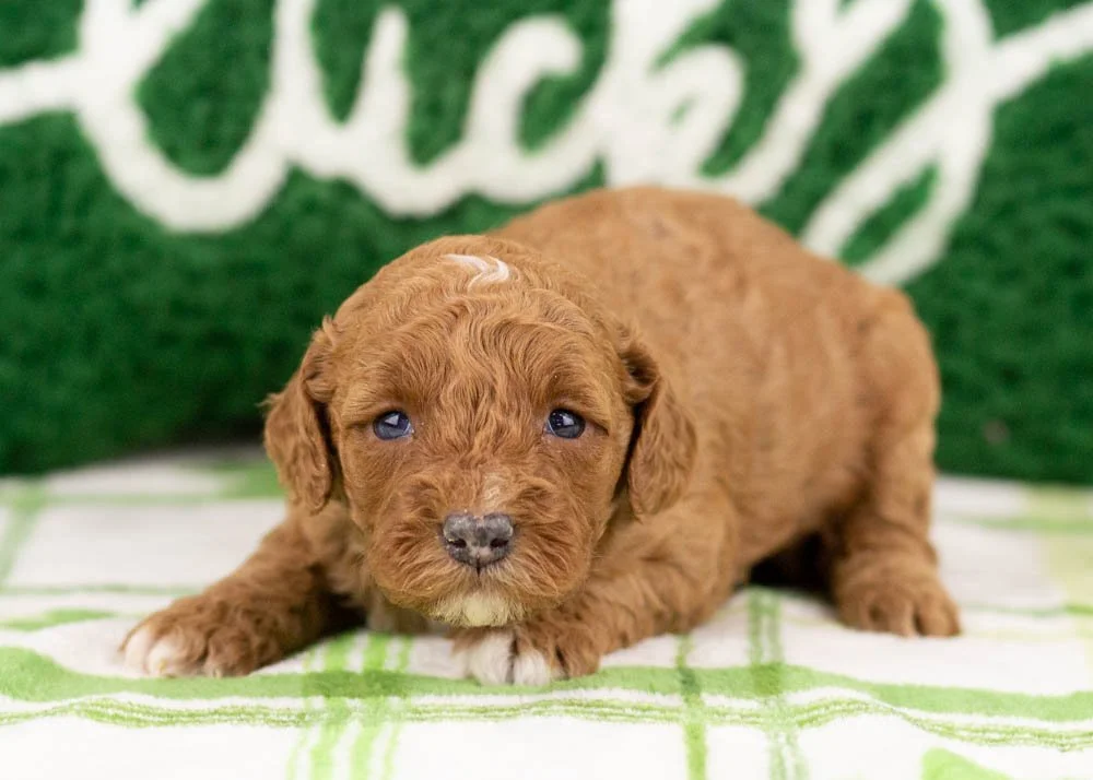 Poppy goldendoodle for sale.jpg