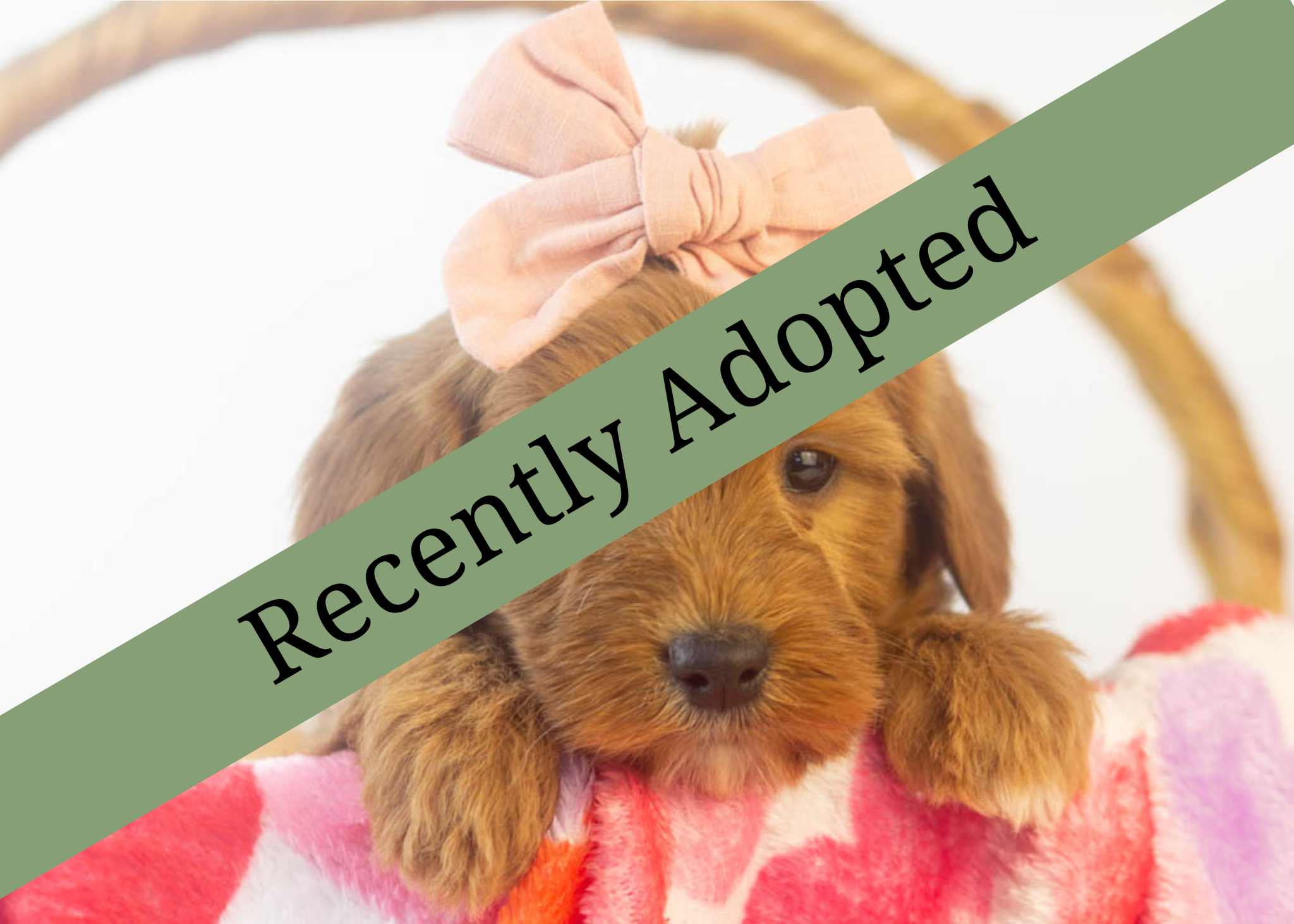 goldendoodle for sale