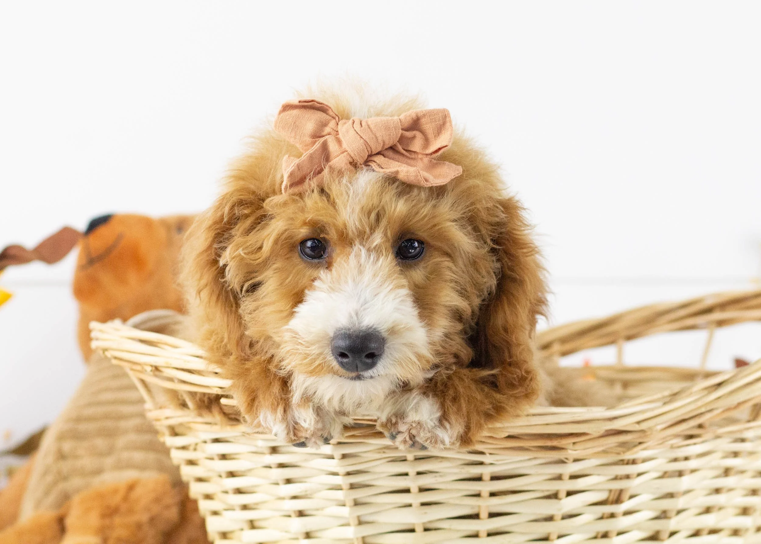 Tina goldendoodle for sale3.jpg