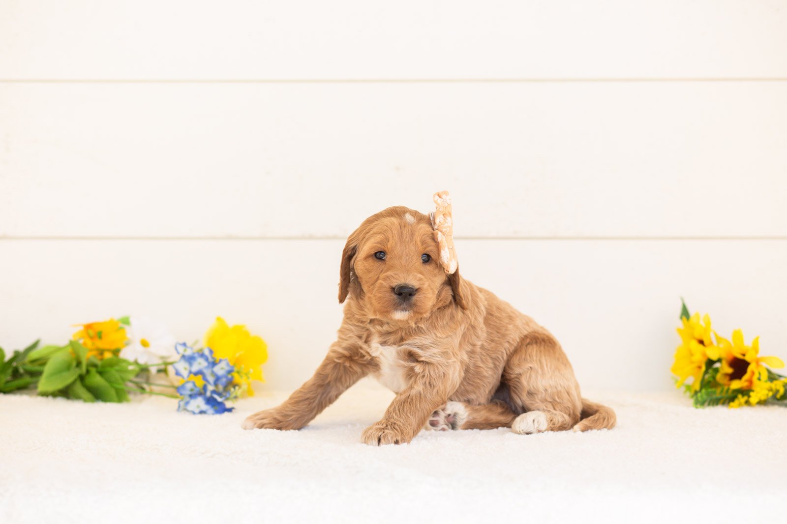 Cinnamon goldendoodle for sale(2).jpg