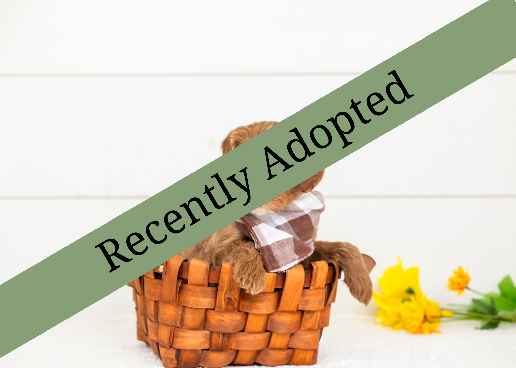 goldendoodle for sale
