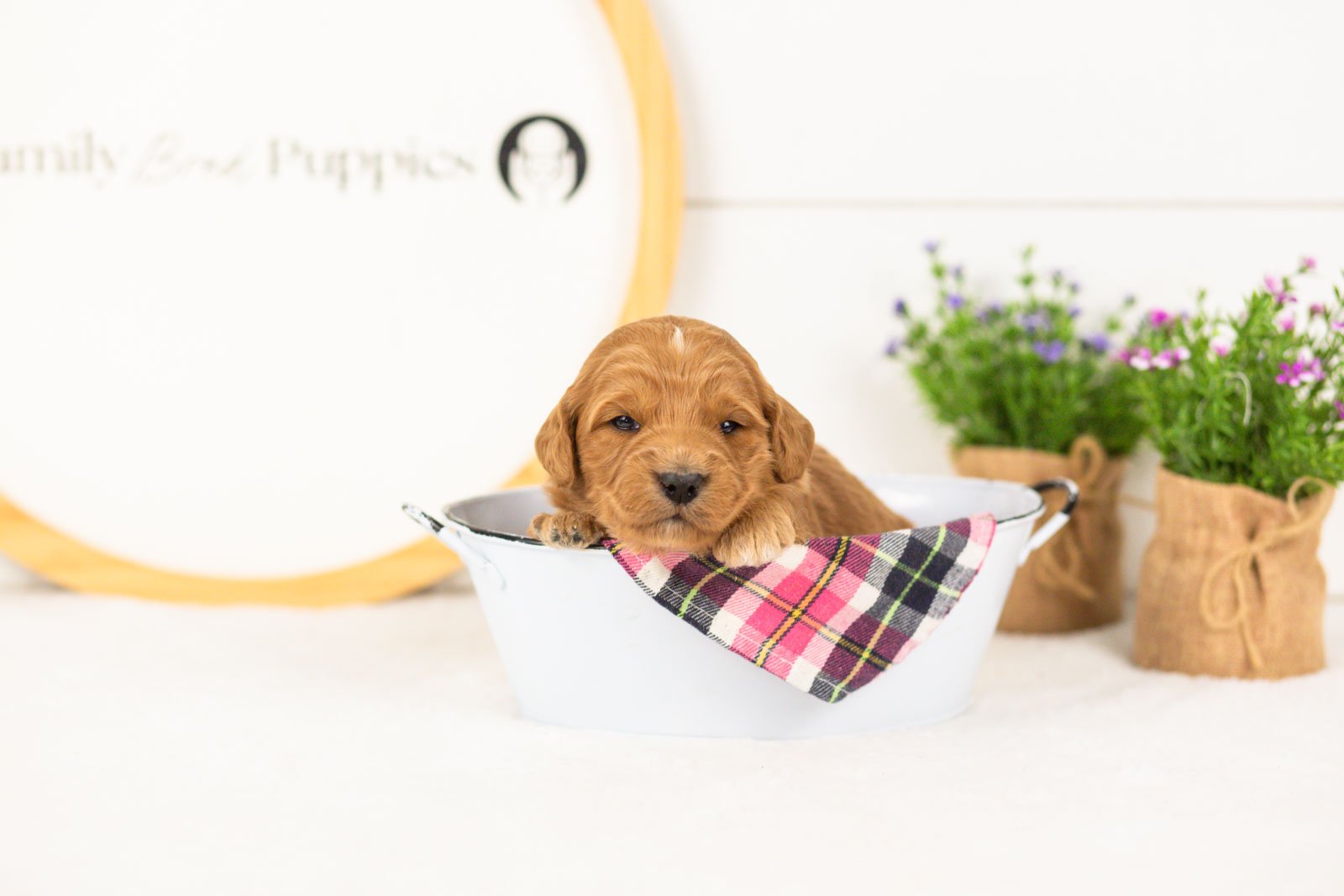 Cha cha goldendoodle for sale(3).jpg