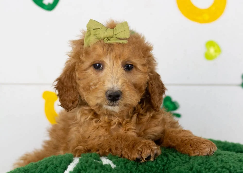 Lillian goldendoodle for sale.jpg
