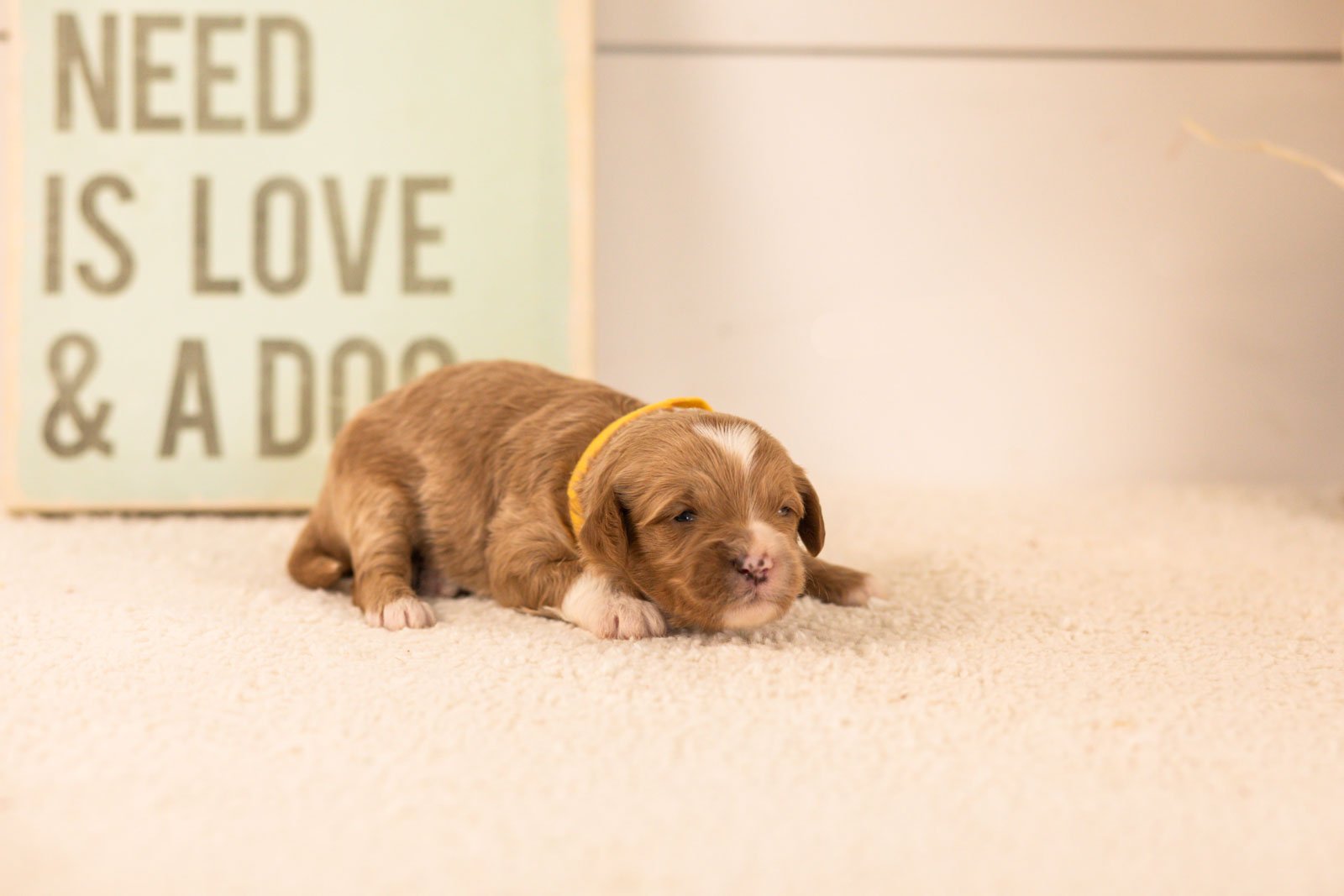 mariners goldendoodle for sale.jpg