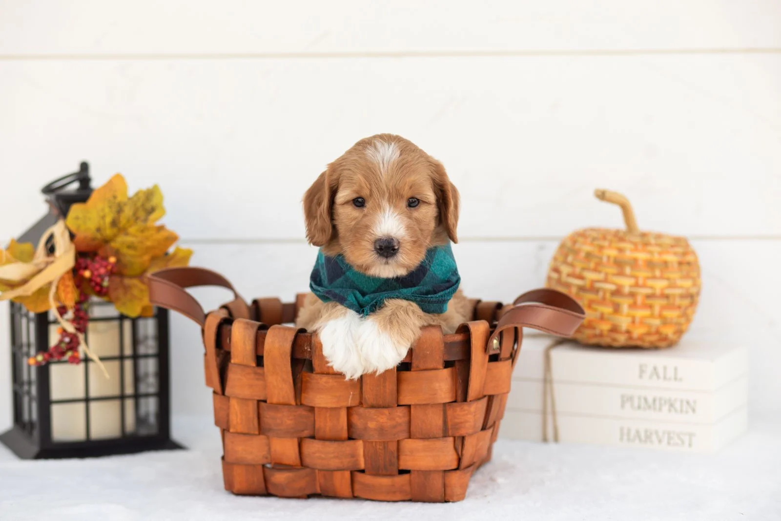 Jack goldendoodle for sale 1.jpg