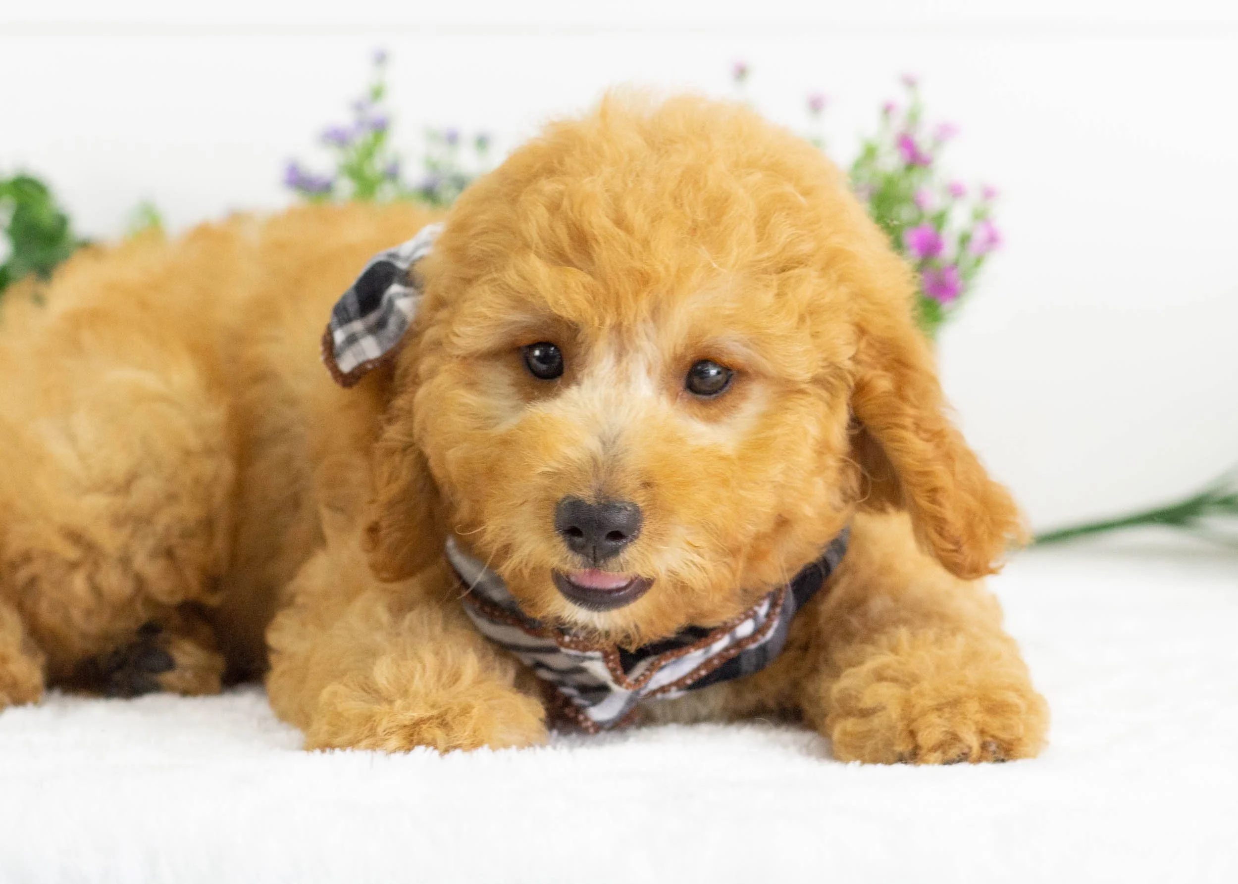 Frankie Goldendoodle For Sale(1).jpg