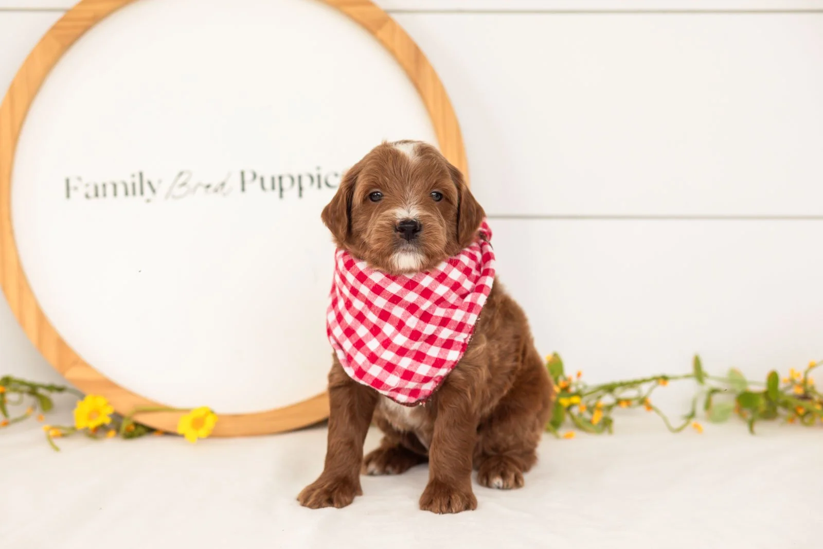 Jolt goldendoodle for sale(3).jpg