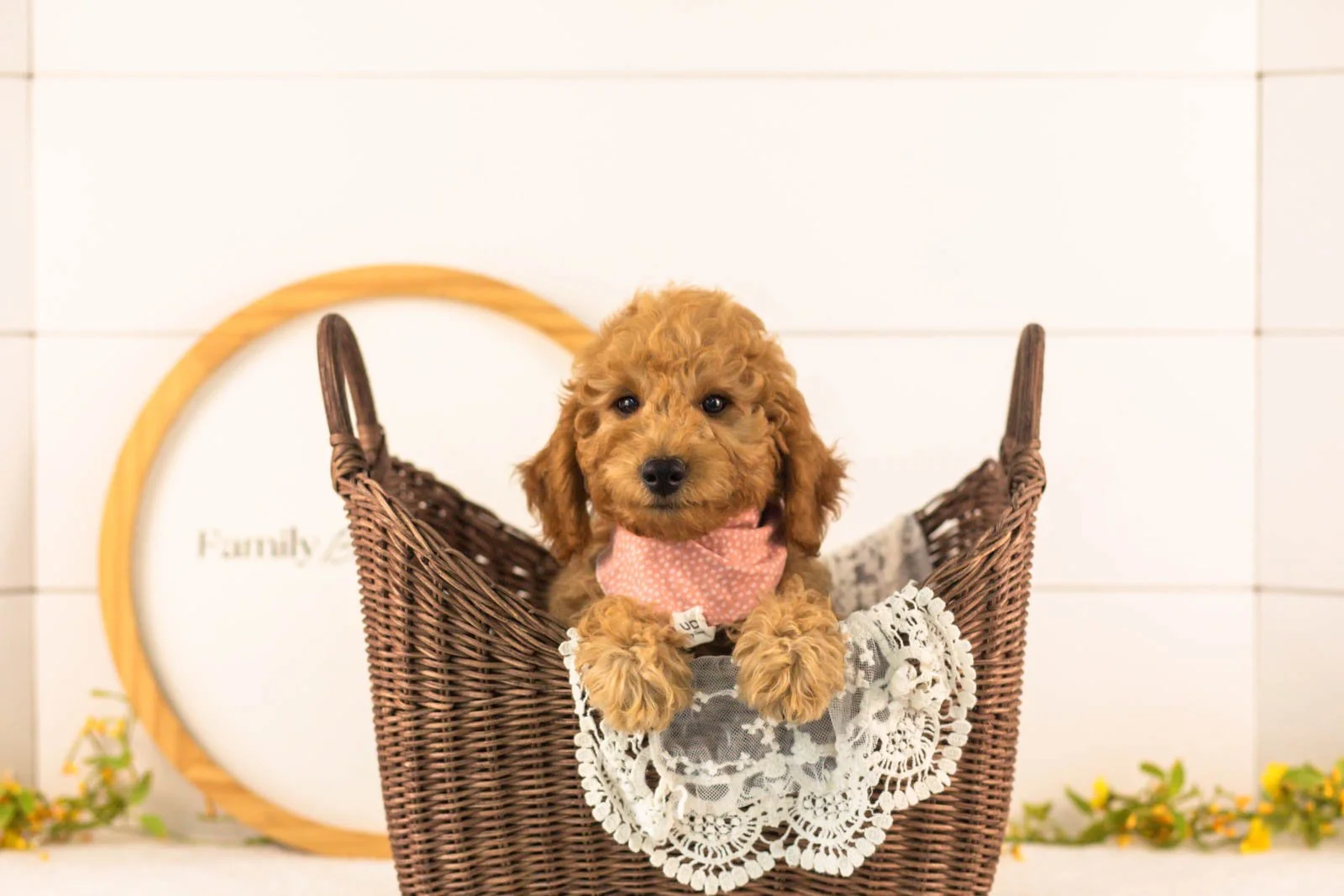 Rainer goldendoodle for sale(2).jpg